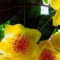 50 PCS Seeds Golden Yellow Rare Camellia Nitidissima Bonsai