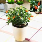 100 PCS Seeds Goldfish Chlorophytum