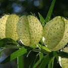 10 PCS Seeds Gomphocarpus Physocarpus HAIRY BALLS