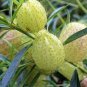 10 PCS Seeds Gomphocarpus Physocarpus HAIRY BALLS