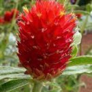 30 PCS Seeds Gomphrena 'Strawberry Fields'