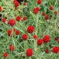 30 PCS Seeds Gomphrena 'Strawberry Fields'