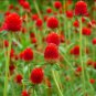 30 PCS Seeds Gomphrena 'Strawberry Fields'