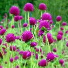 100 PCS Seeds Gomphrenae Globosa Bonsai, Purple Flower Globe Amaranth 100 PCS Seeds Gomphrenae Globosa Bonsai, Purple Flower Globe Amaranth
