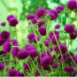 100 PCS Seeds Gomphrenae Globosa Bonsai, Purple Flower Globe Amaranth