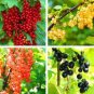 100 PCS Seeds Gooseberry Seeds Physalis Peruviana Fruit Bonsai