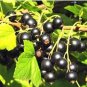 100 PCS Seeds Gooseberry Seeds Physalis Peruviana Fruit Bonsai