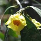 50 PCS Seeds Golden Yellow Rare Camellia Nitidissima Bonsai 50 PCS Seeds Golden Yellow Rare Camellia Nitidissima Bonsai
