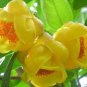50 PCS Seeds Golden Yellow Rare Camellia Nitidissima Bonsai