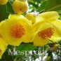 50 PCS Seeds Golden Yellow Rare Camellia Nitidissima Bonsai