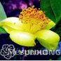 50 PCS Seeds Golden Yellow Rare Camellia Nitidissima Bonsai