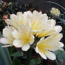 100 PCS Seeds Gorgeous Clivia Flower Seeds Kaffir Lily