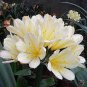 100 PCS Seeds Gorgeous Clivia Flower Seeds Kaffir Lily