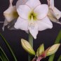 100 PCS Seeds Gorgeous Clivia Flower Seeds Kaffir Lily