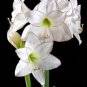 100 PCS Seeds Gorgeous Clivia Flower Seeds Kaffir Lily