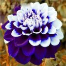 100 PCS Seeds Gorgeous Dahlia Flower (Not Dahlia Bulbs) Beautiful Dahlia Bonsai Flower