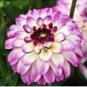 100 PCS Seeds Gorgeous Dahlia Flower (Not Dahlia Bulbs) Beautiful Dahlia Bonsai Flower