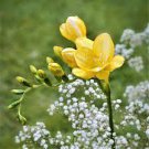 100 PCS Seeds Gorgeous Freesia Seeds Yellowish White Flowers Hardy Plants