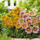 100 PCS Seeds Gorgeous Gazania Rigens Bonsai