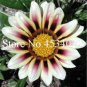 100 PCS Seeds Gorgeous Gazania Rigens Bonsai