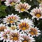 100 PCS Seeds Gorgeous Gazania Rigens Bonsai