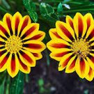 100 PCS Seeds Gorgeous Gazania Rigens Bonsai, Rare Beautiful Flower Plant 100 PCS Seeds Gorgeous Gazania Rigens Bonsai, Rare Beautiful Flower Plant
