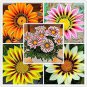 100 PCS Seeds Gorgeous Gazania Rigens Bonsai, Rare Beautiful Flower Plant