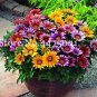 100 PCS Seeds Gorgeous Gazania Rigens Bonsai, Rare Beautiful Flower Plant