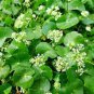 20 PCS Seeds Gotu kola