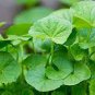 20 PCS Seeds Gotu kola