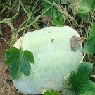 100 PCS Seeds Gourd petha 100 PCS Seeds Gourd petha