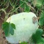 100 PCS Seeds Gourd petha