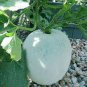 100 PCS Seeds Gourd petha