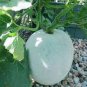 100 PCS Seeds Gourd petha
