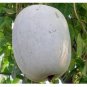 100 PCS Seeds Gourd petha