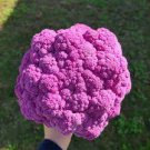 50 PCS Seeds Graffiti Dark Purple Cauliflower Hybrid Brassica Oleracea