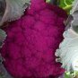 50 PCS Seeds Graffiti Dark Purple Cauliflower Hybrid Brassica Oleracea