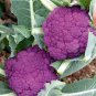 50 PCS Seeds Graffiti Dark Purple Cauliflower Hybrid Brassica Oleracea