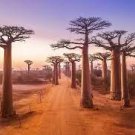 2 PCS Seeds Grandidier's Baobab Adansonia 2 PCS Seeds Grandidier's Baobab Adansonia