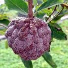 20 PCS Seeds Graviola Annona Muricata Sweetsop Delicious Fruit 20 PCS Seeds Graviola Annona Muricata Sweetsop Delicious Fruit
