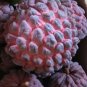 20 PCS Seeds Graviola Annona Muricata Sweetsop Delicious Fruit