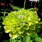 50 PCS Seeds green apple Beautiful Zinnia 50 PCS Seeds green apple Beautiful Zinnia