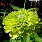 50 PCS Seeds green apple Beautiful Zinnia