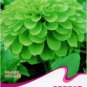 50 PCS Seeds green apple Beautiful Zinnia