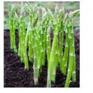 20 PCS Seeds Green Asparagus 20 PCS Seeds Green Asparagus