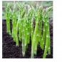20 PCS Seeds Green Asparagus