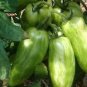 30 PCS Seeds Green 'Banana' Tomato