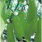 30 PCS Seeds Green 'Banana' Tomato