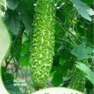 12 PCS Seeds Green Bitter Gourd Seed Bitter Melon Balsam Pear Organic Vegetables