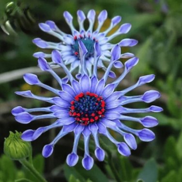 50 PCS Seeds Green Blue Purple Chrysanthemum Perennial Flower